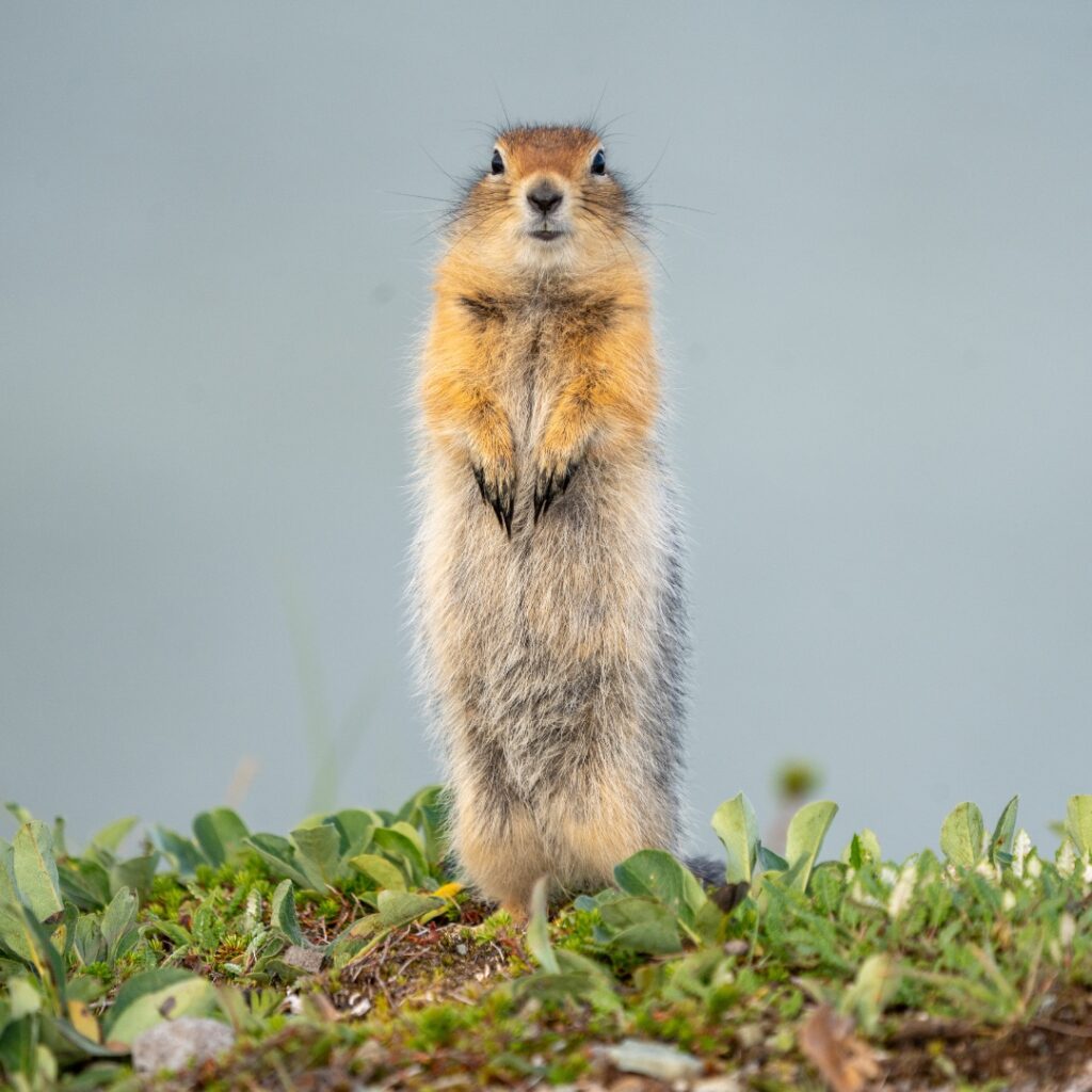 How to Get to Katmai National Park: Boats, Planes, and Bears, Oh My! 14 An arctic ground squirrel stands on its hind legs and looks directly at the camera
