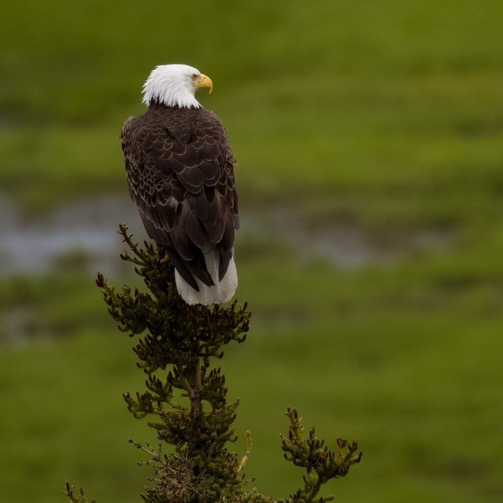 How to Get to Katmai National Park: Boats, Planes, and Bears, Oh My! 9 A bald eagle sits atop a smal tree