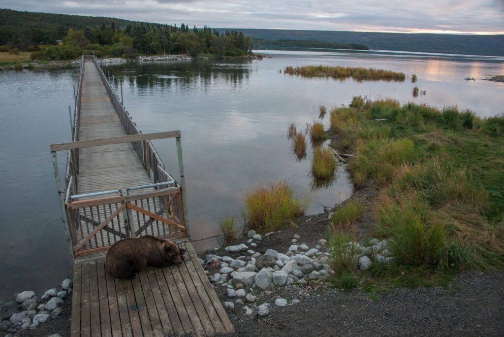How to Get to Katmai National Park: Boats, Planes, and Bears, Oh My! 21 A brown bear lays on a boardwalk blocking the path across a lake