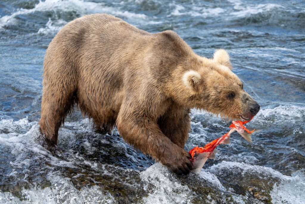 How to Get to Katmai National Park: Boats, Planes, and Bears, Oh My! 15 A brown bear rips apart a salmon it recently caught in the river