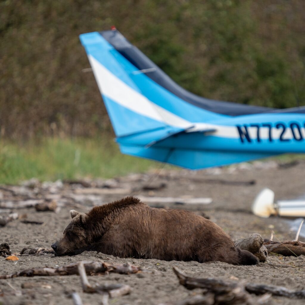 How to Get to Katmai National Park: Boats, Planes, and Bears, Oh My! 11 A brown bear lays on a beach next to a blue plane