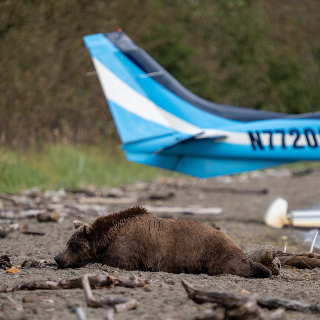 Katmai National Park 5 A brown bear lays on a beach next to a blue plane