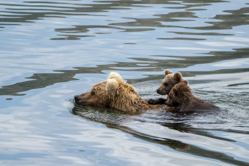 How to Get to Katmai National Park: Boats, Planes, and Bears, Oh My! 2 Two brown bear cubs ride on the back of their mom as she swims
