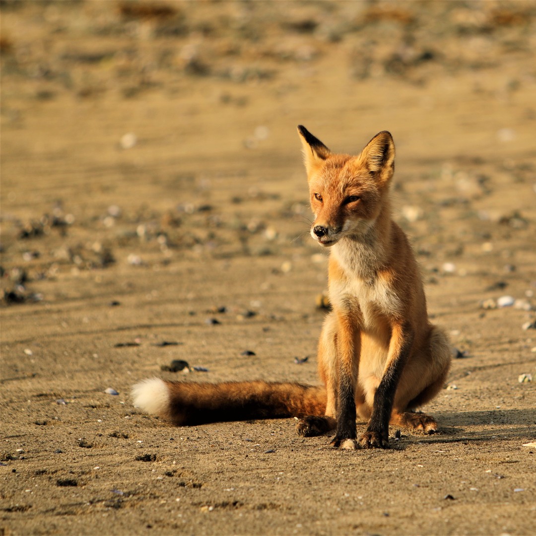 Katmai National Park 6 A fox sitting on a sandy beach