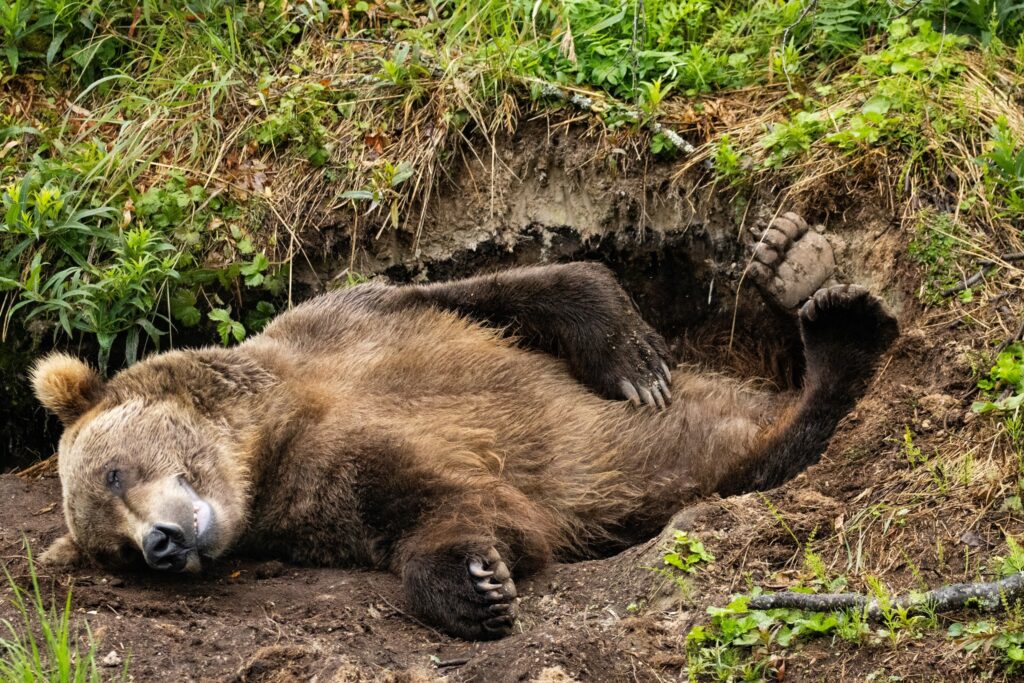 How to Get to Katmai National Park: Boats, Planes, and Bears, Oh My! 16 A brown bear rolls around in a boggy environment
