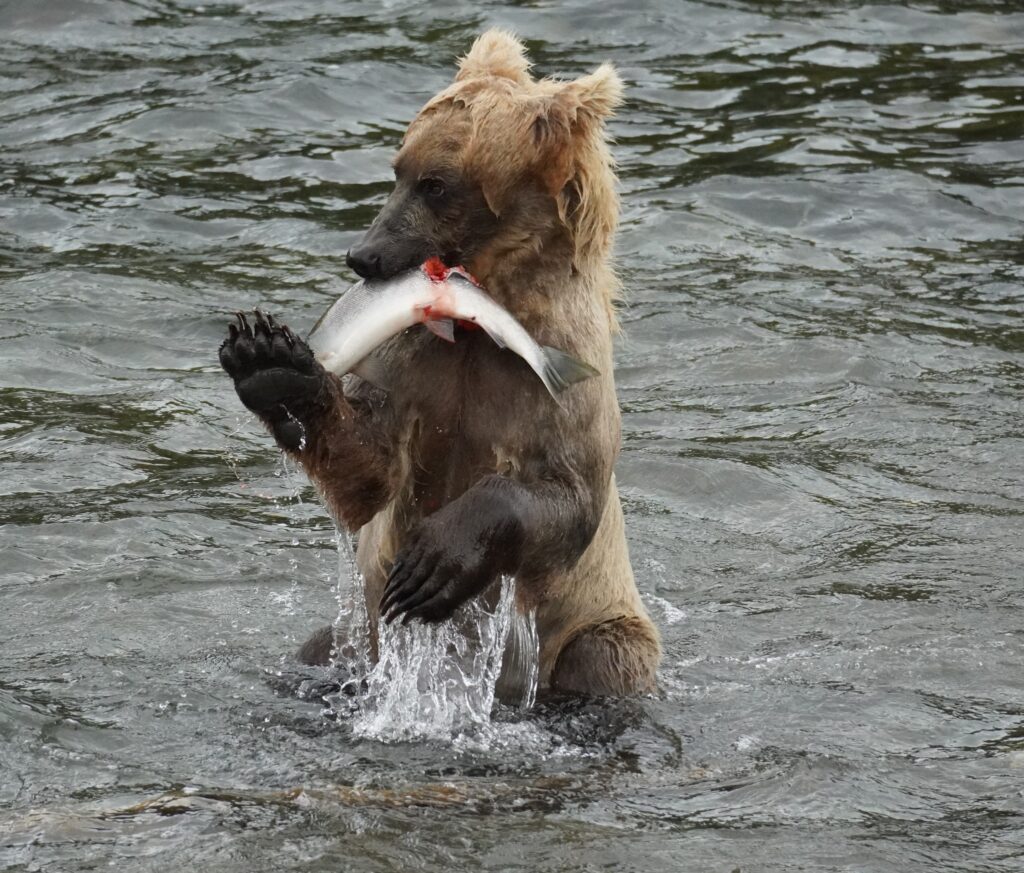 How to Get to Katmai National Park: Boats, Planes, and Bears, Oh My! 18 A brown bear stands in a river with a salmon in its mouth