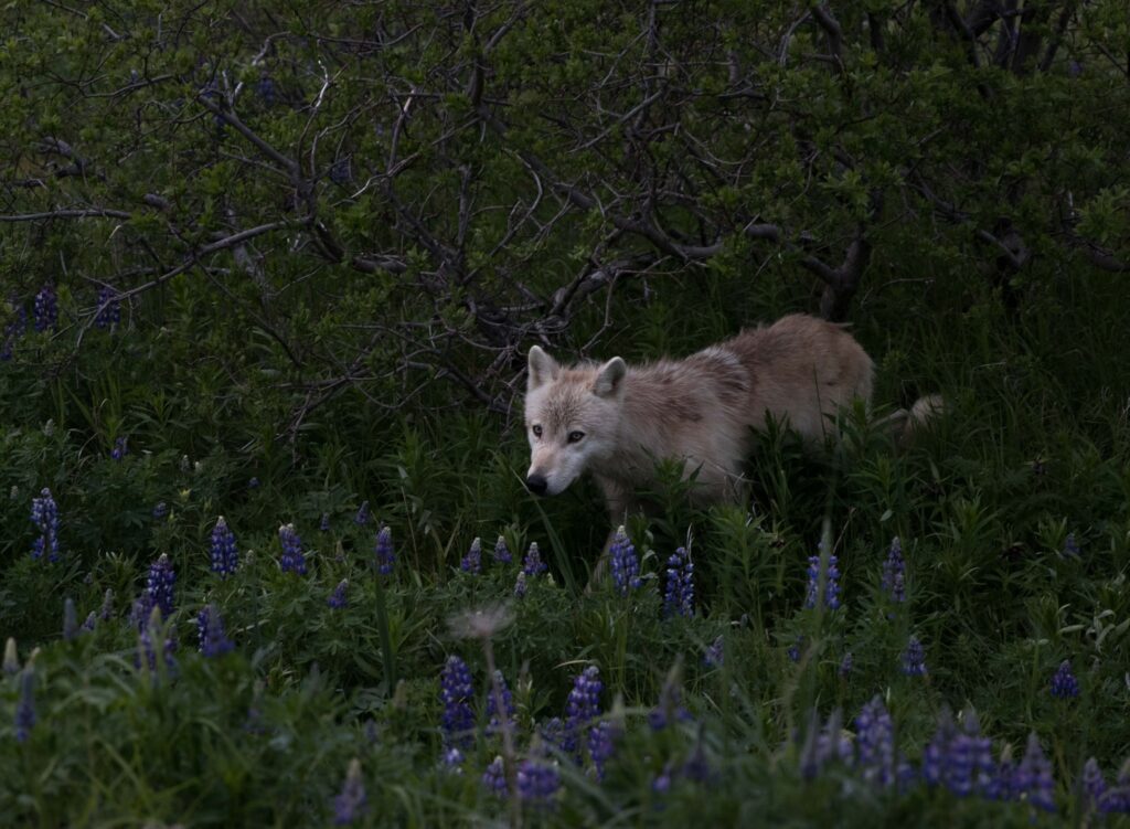 How to Get to Katmai National Park: Boats, Planes, and Bears, Oh My! 17 A white and gray wolf sneaks through a field of green grass