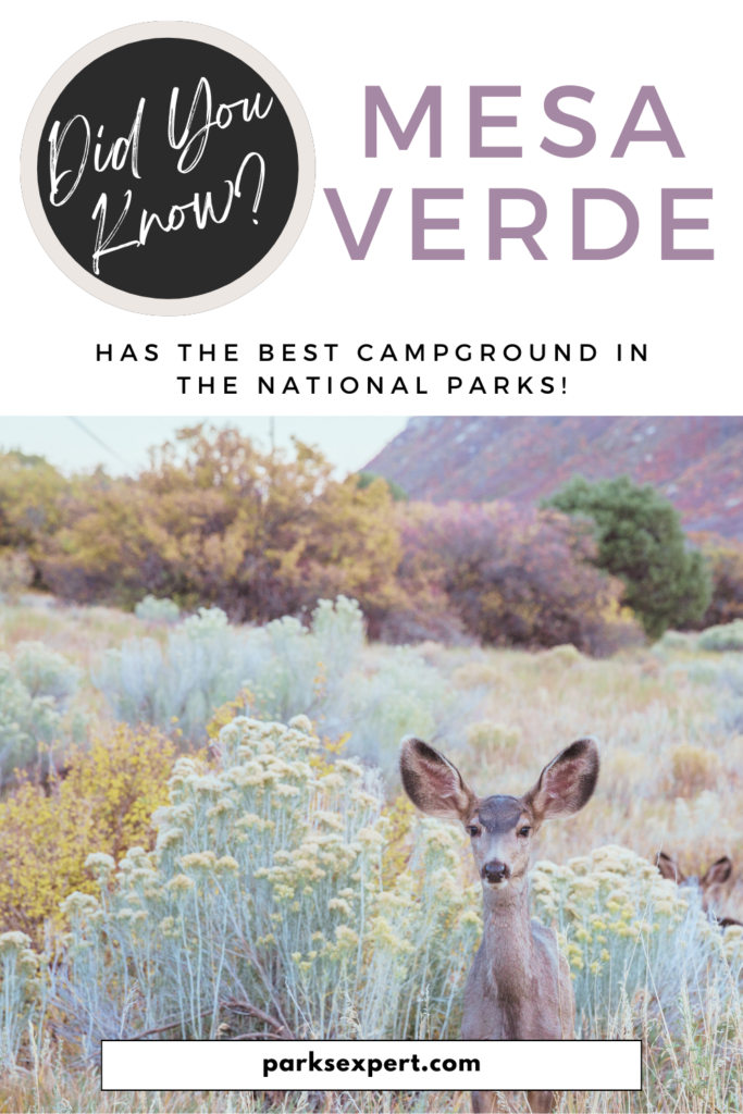 Camping in Mesa Verde National Park: Is Morefield Campground the Best in the National Parks? 20 Pin The Parks Expert's Guide to Camping in Mesa Verde National Park | This pin features a mule deer in desert foliage