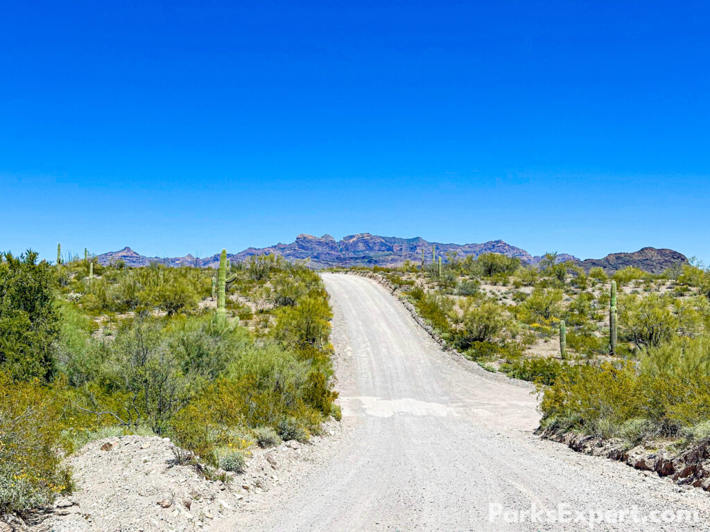 The Top 10 Best Things to Do in Organ Pipe Cactus National Monument 16 An unpaved road leads into the distant mountains through a lush green landscape. Scenic driving is one of the best things to do in Organ Pipe Cactus National Monument.