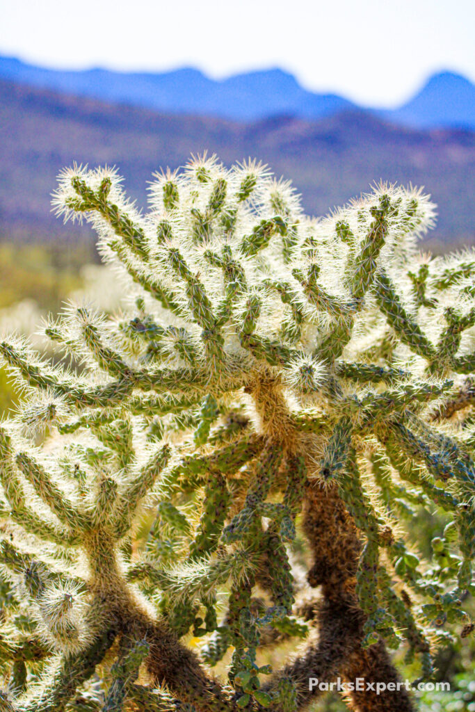 The Top 10 Best Things to Do in Organ Pipe Cactus National Monument 30 Sun shines through a cholla cactus plant with mountains in the background