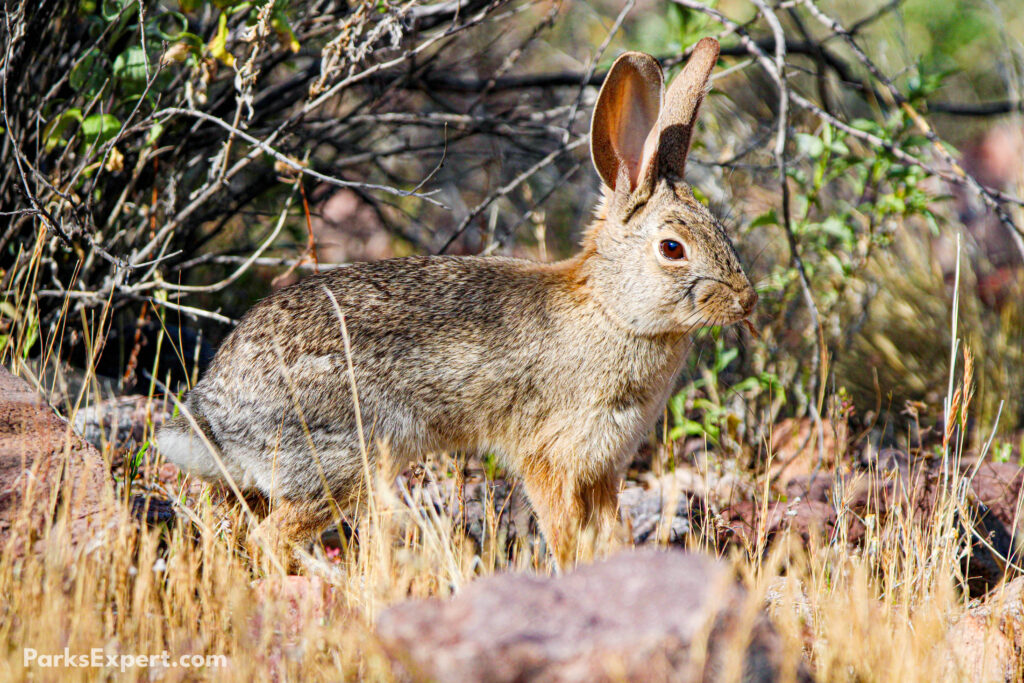 The Top 10 Best Things to Do in Organ Pipe Cactus National Monument 8 A cottontail in the brush