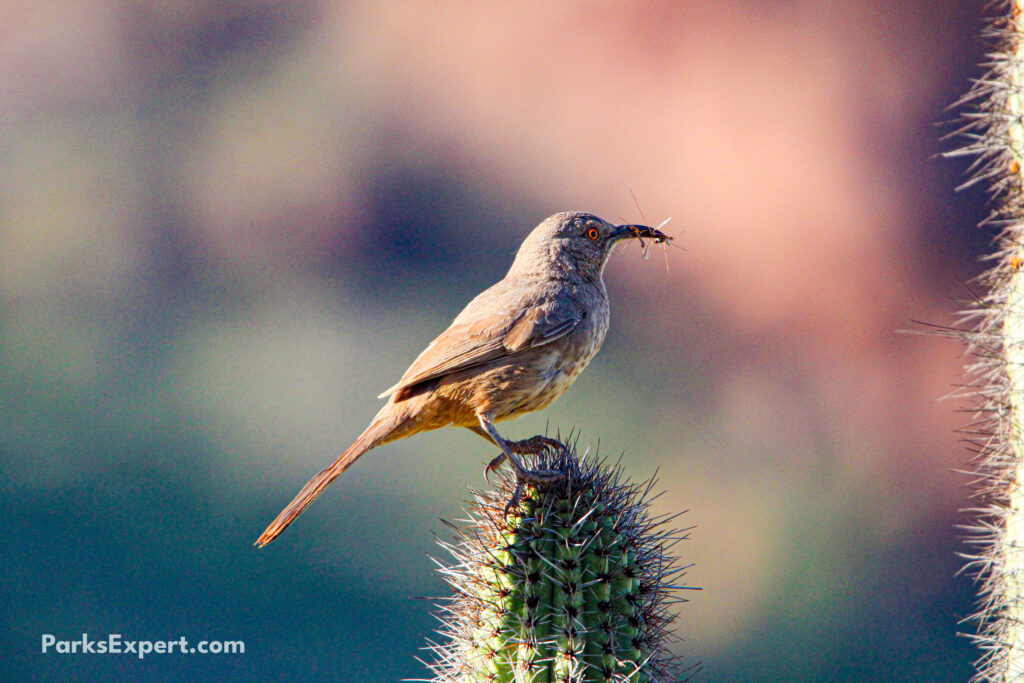 The Top 10 Best Things to Do in Organ Pipe Cactus National Monument 28 A curve-billed thrasher on top of a cactus with two insects in its mouth