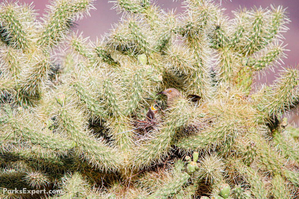 The Top 10 Best Things to Do in Organ Pipe Cactus National Monument 11 A curve-billed thrasher feeding her young in a nest inside cholla cactus