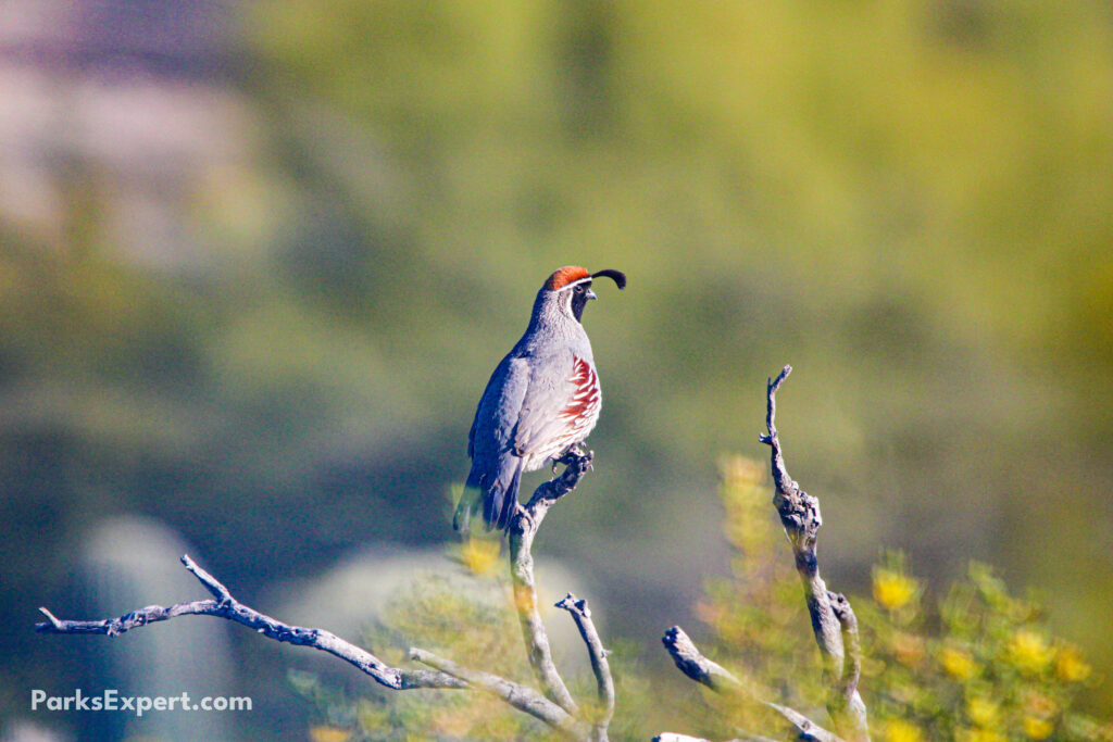 The Top 10 Best Things to Do in Organ Pipe Cactus National Monument 17 A Gambel's quail perched on a stick