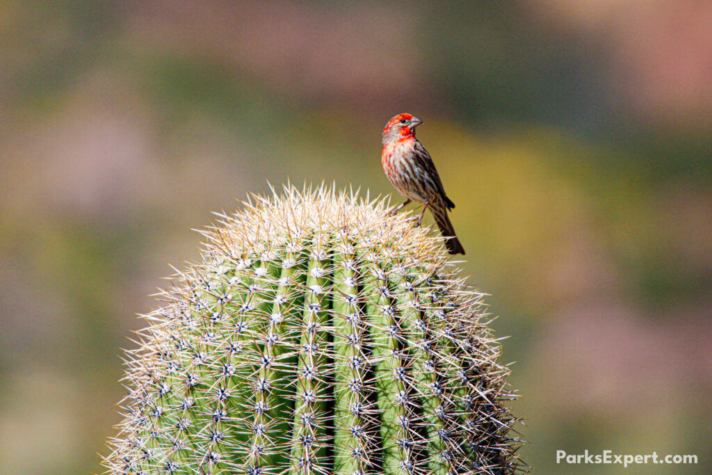 The Top 10 Best Things to Do in Organ Pipe Cactus National Monument 20 A house finch perched on a cactus. Birdwatching is one of the best things to do in Organ Pipe Cactus National Monument.