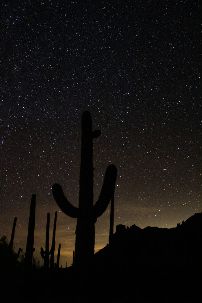 The Top 10 Best Things to Do in Organ Pipe Cactus National Monument 24 A dark sky with thousands of stars above a dimly lit saguaro cactus