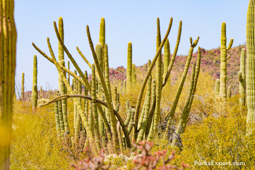 The Top 10 Best Things to Do in Organ Pipe Cactus National Monument 6 Straight and curved stands of an organ pipe cactus closely resemble a pipe organ