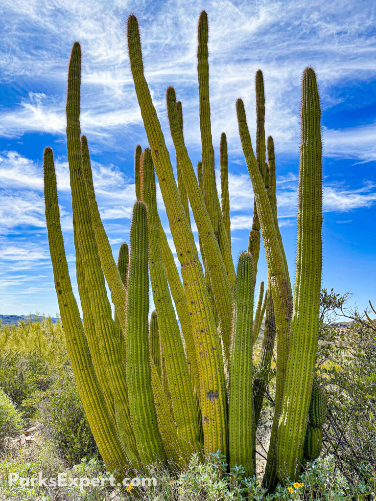 The Top 10 Best Things to Do in Organ Pipe Cactus National Monument 21 Searching for the namesake organ pipe, pictured here, is one of the best things to do in organ pipe cactus national monument