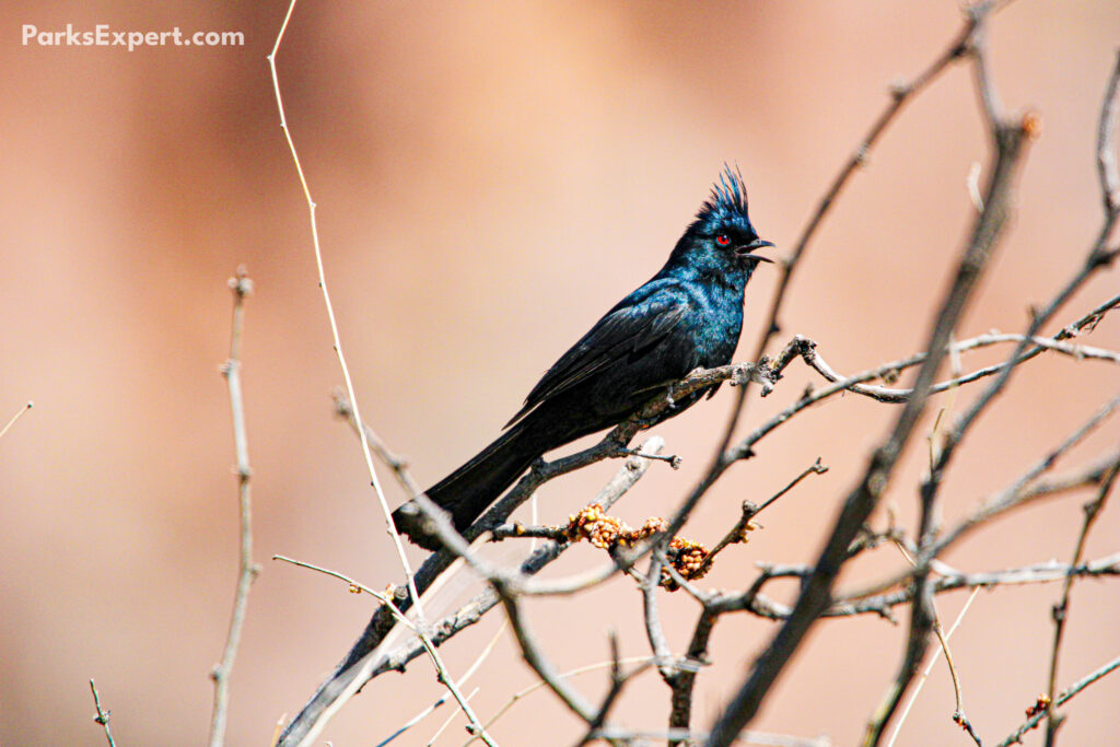 The Top 10 Best Things to Do in Organ Pipe Cactus National Monument 15 A black phainopepla sings in a stand of dormant branches