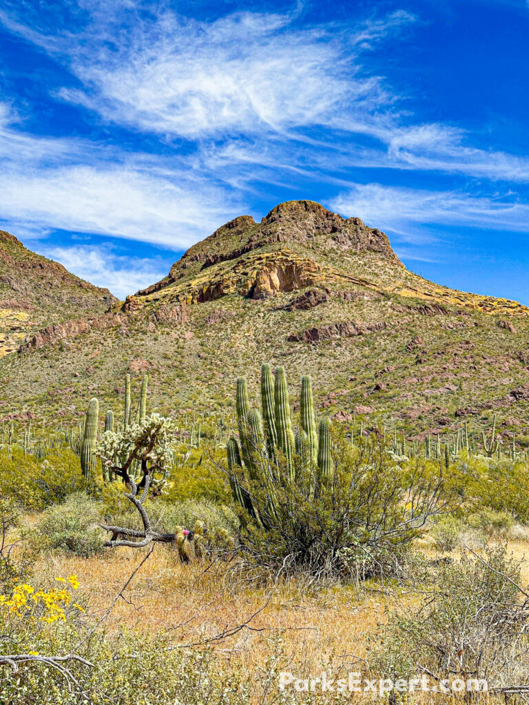The Top 10 Best Things to Do in Organ Pipe Cactus National Monument 9 Organ pipe cacti below a towering peak with lush greenery
