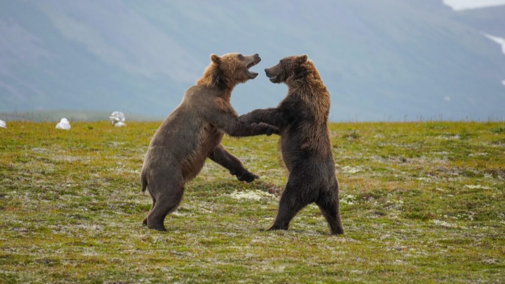 Where to Stay in Katmai National Park: Lodging, Campgrounds, and Backpacking 23 Two bears stand on grassy terrain and fight each other
