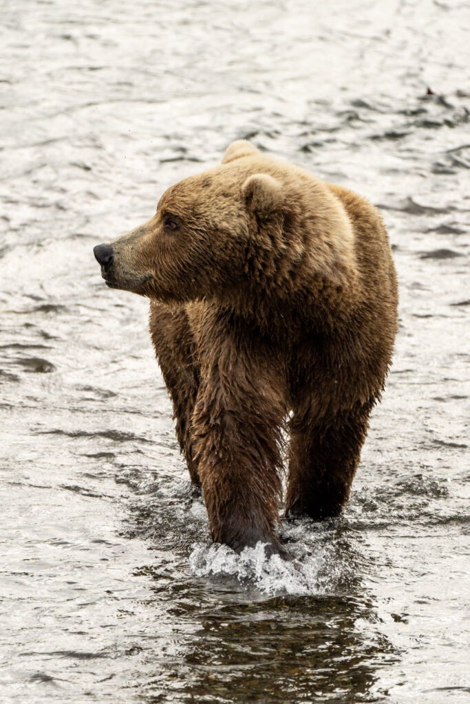 Where to Stay in Katmai National Park: Lodging, Campgrounds, and Backpacking 17 A brown bear standing in water