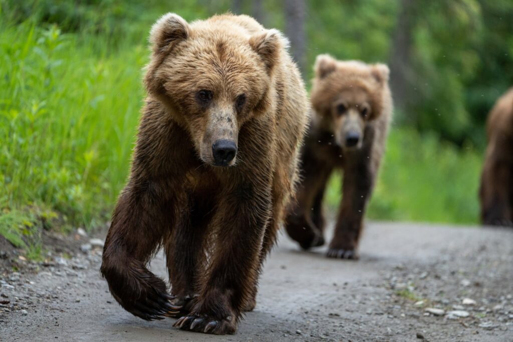 Where to Stay in Katmai National Park: Lodging, Campgrounds, and Backpacking 15 Three brown bears walk on a gravel path toward the camera