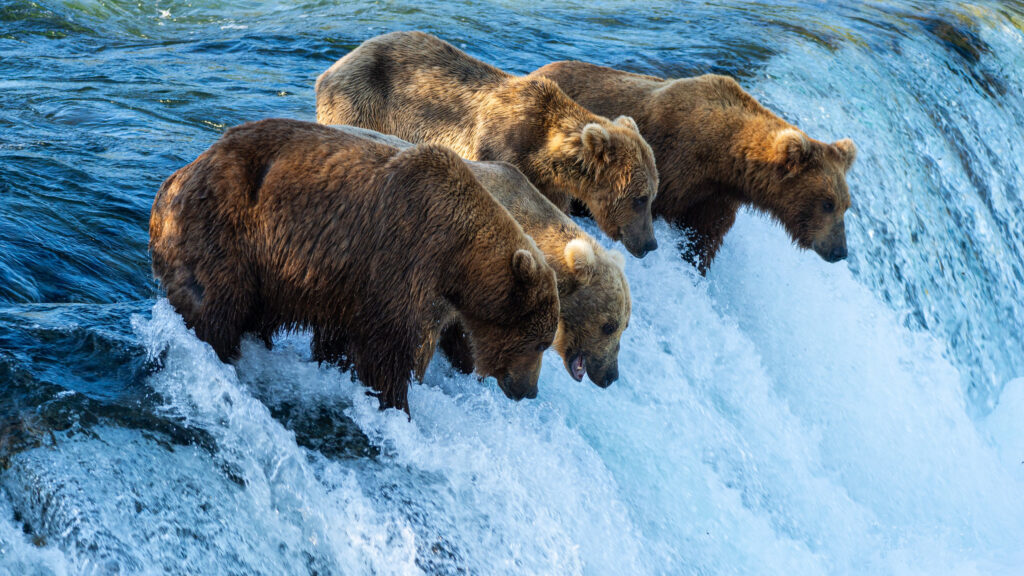 Where to Stay in Katmai National Park: Lodging, Campgrounds, and Backpacking 13 Four brown bears wait for jumping salmon at the top of Brooks Falls