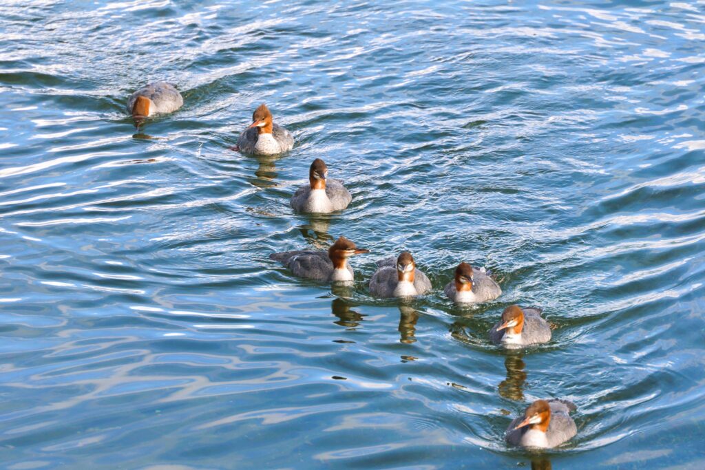 Where to Stay in Katmai National Park: Lodging, Campgrounds, and Backpacking 19 A row of ducks swim together
