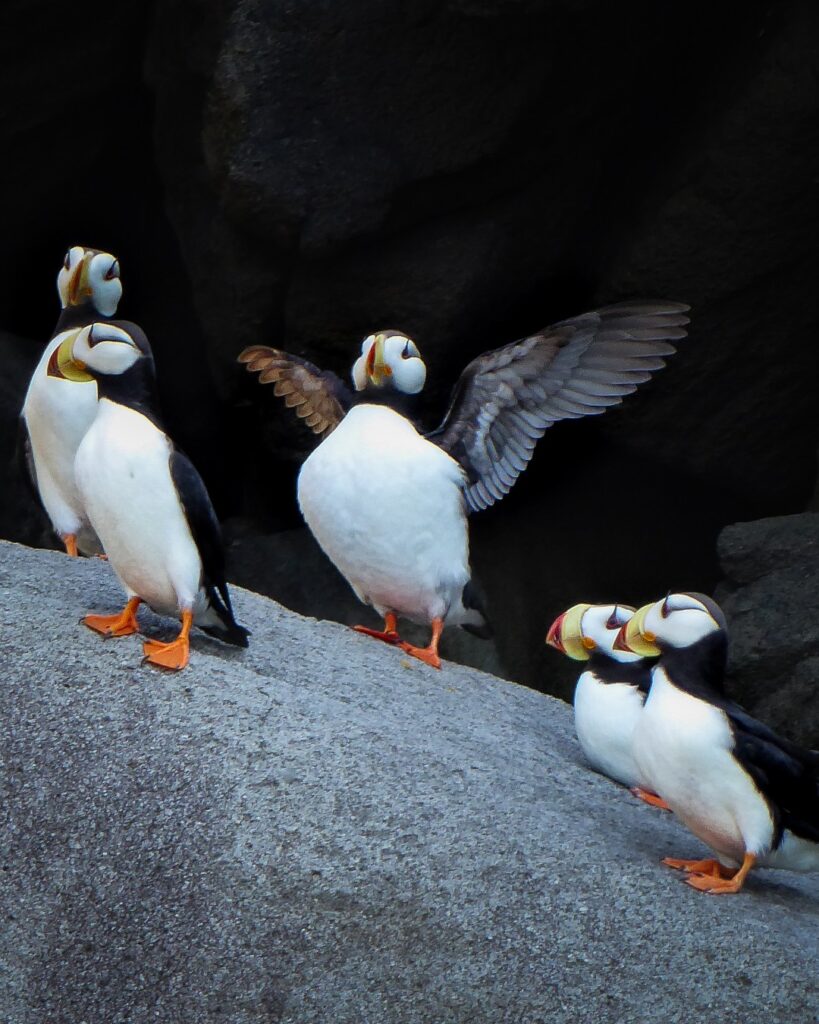 Where to Stay in Katmai National Park: Lodging, Campgrounds, and Backpacking 20 Four puffins on a rock