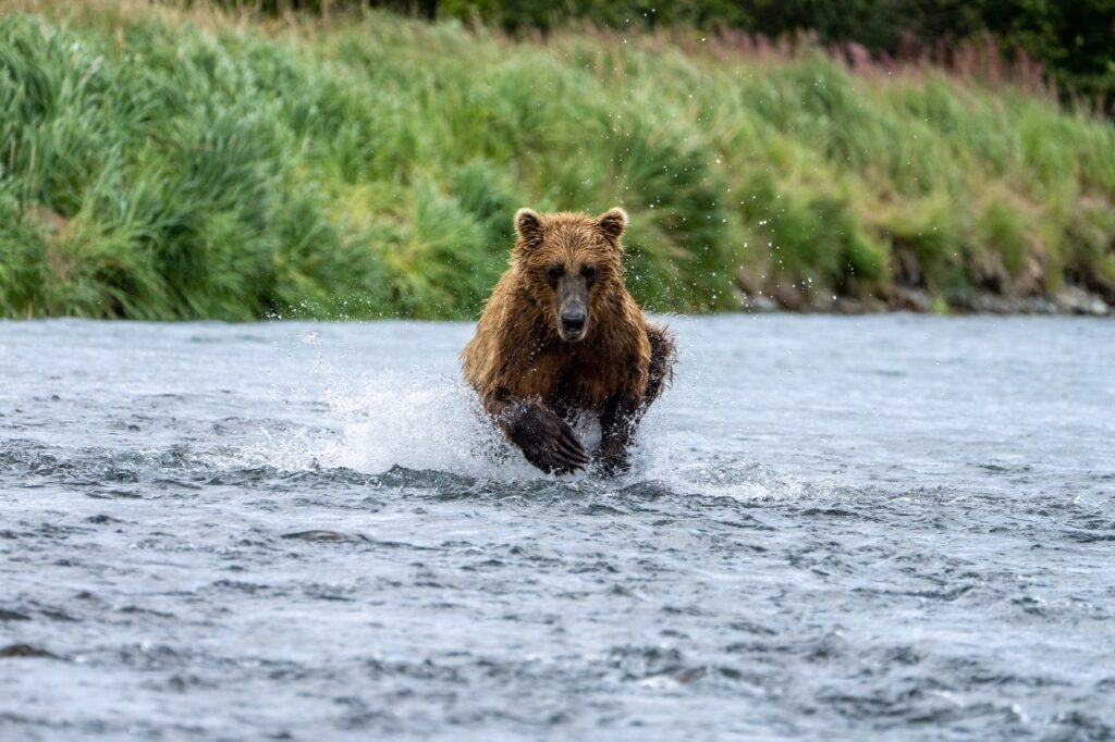 Where to Stay in Katmai National Park: Lodging, Campgrounds, and Backpacking 14 A brown bear runs through water toward the camera