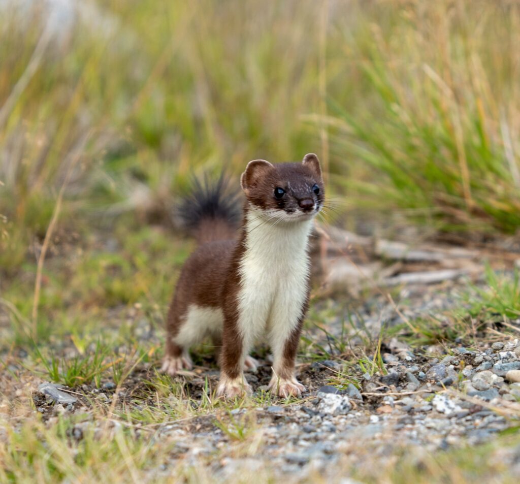 Where to Stay in Katmai National Park: Lodging, Campgrounds, and Backpacking 2 A brown and white stoat stands on a patch of grass