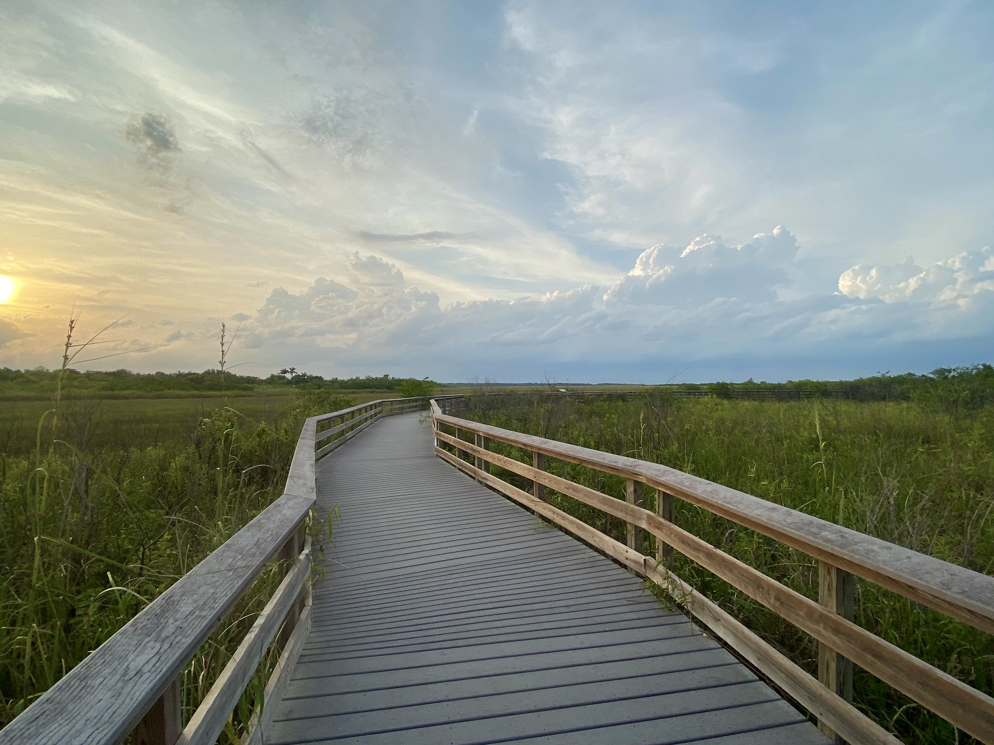 Everglades National Park 7 A boardwalk through green marsh