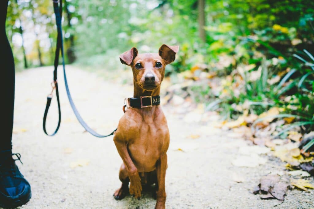 Are Dogs Allowed in Great Smoky Mountains National Park? 10 Sitting along a paved path, we see a small, leashed, brown dog in Great Smoky Mountains National Park. He's raising one paw and looking at the camera quizicly.
