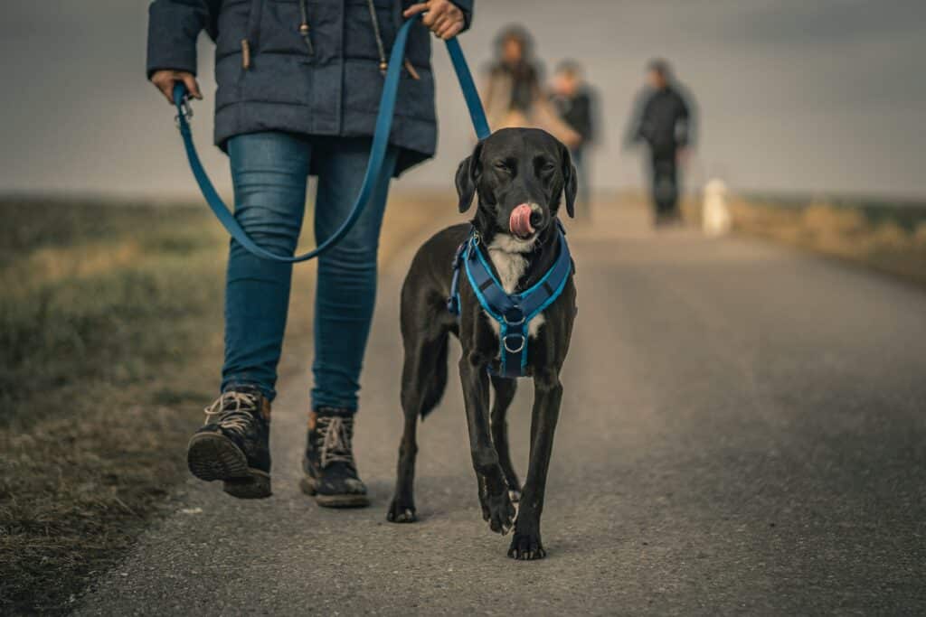 Are Dogs Allowed in Great Smoky Mountains National Park? 3 A man walks his leashed black and white dog in Great Smoky Mountains National Park