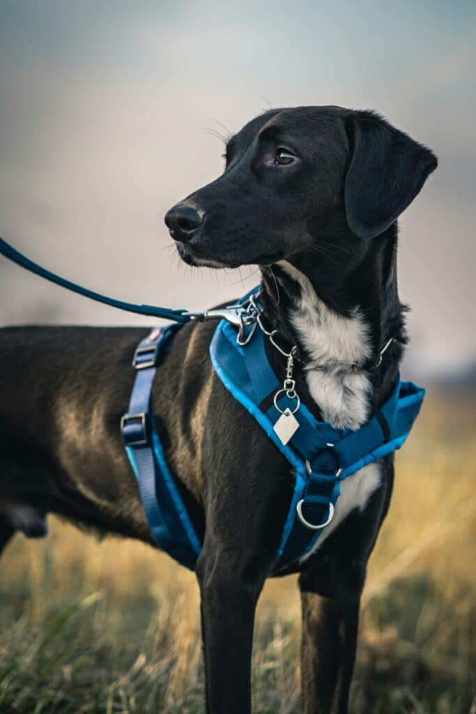 Are Dogs Allowed in Great Smoky Mountains National Park? 6 A black and white dog in a blue harness looks to the distance