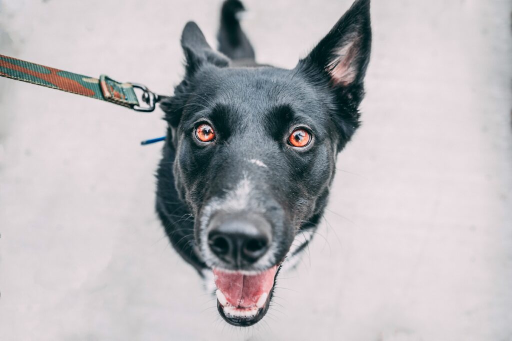 Are Dogs Allowed in Great Smoky Mountains National Park? 1 A black and dog with pointed ears looked up at the camera excitedly