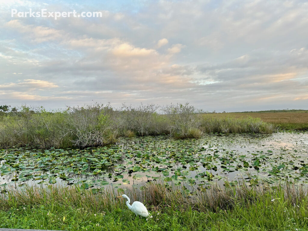 Hiking Anhinga Trail in Everglades National Park 3 A tall white bird stalking its prey among sawgrass reeds in front of a freshwater pond