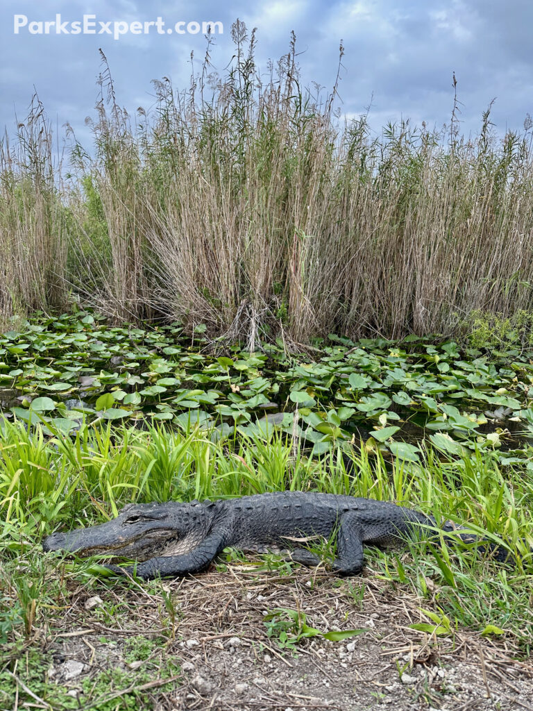 Hiking Anhinga Trail in Everglades National Park 11 An alligator laying beside a pond with lilypads
