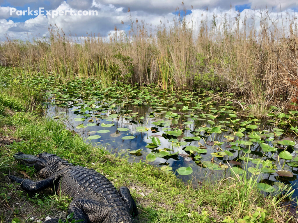 Hiking Anhinga Trail in Everglades National Park 14 An alligator laying beside a pond with lilypads