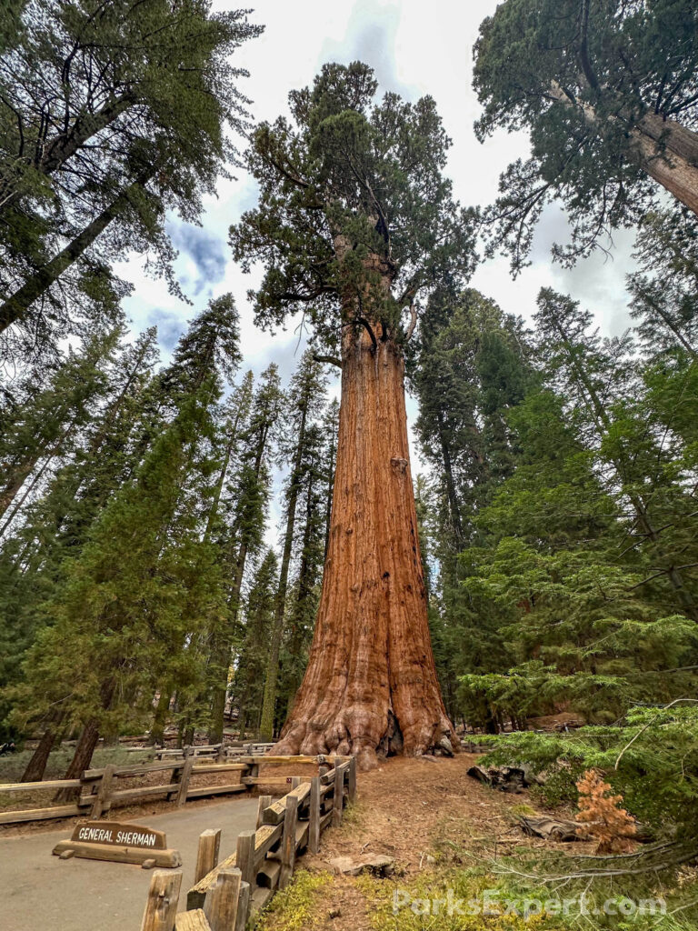 Hiking the General Sherman Tree Trail in Sequoia National Park: How to See the World's Largest Tree 13 The General Sherman Tree behind wooden fencing and a sign that says "General Sherman"