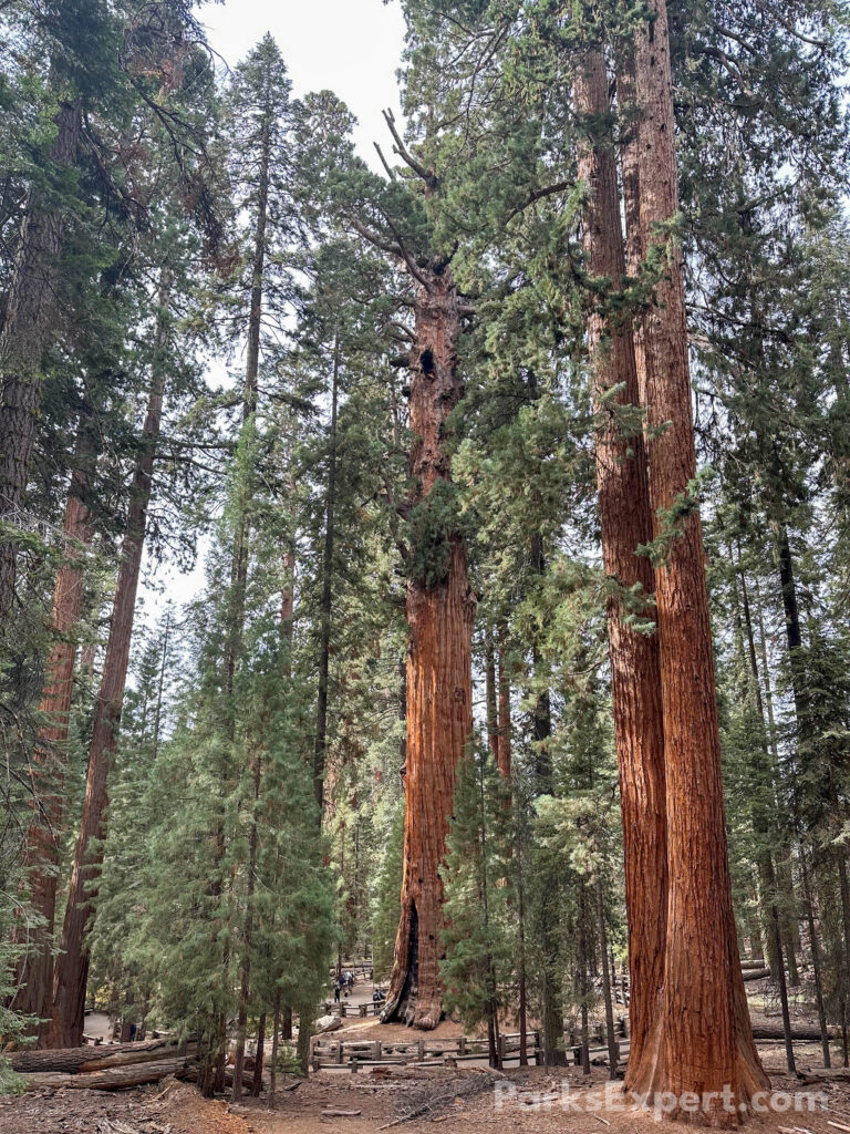 Hiking the General Sherman Tree Trail in Sequoia National Park: How to See the World's Largest Tree 8 Several giant sequoia trees