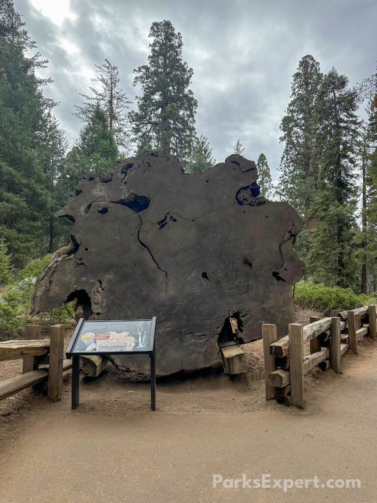 Hiking the General Sherman Tree Trail in Sequoia National Park: How to See the World's Largest Tree 22 A sign in front of the base of a sequoia tipped on its side to showcase the tree rings
