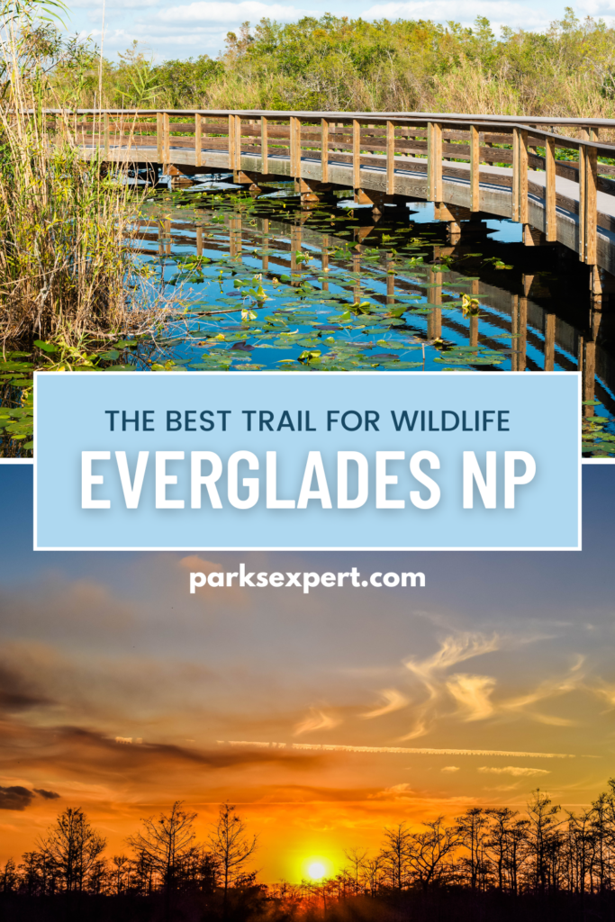 Hiking Anhinga Trail in Everglades National Park 17 A pin image for pinterest with stunning photos of the Anhinga Trail showcasing it as the best place to see wildlife in Everglades National Park