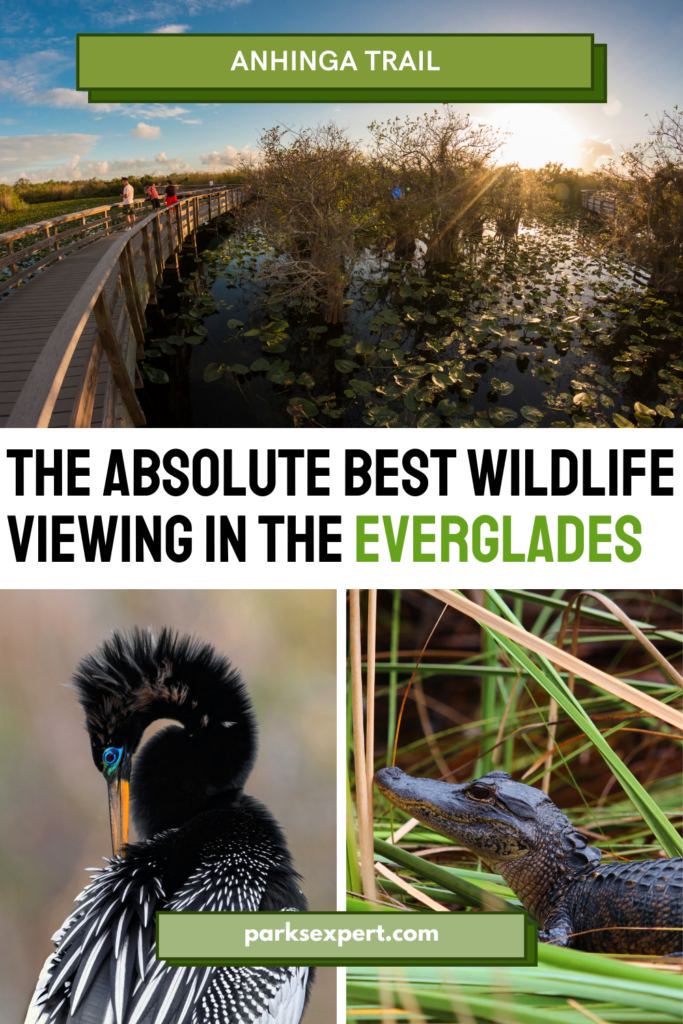 Hiking Anhinga Trail in Everglades National Park 16 A pin image for pinterest with stunning photos of the Anhinga Trail showcasing it as the best place to see wildlife in Everglades National Park