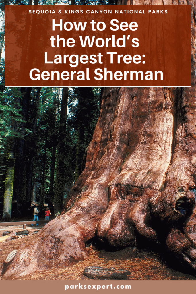 Hiking the General Sherman Tree Trail in Sequoia National Park: How to See the World's Largest Tree 31 A pin image for Pinterest with a photo of a large giant sequoia tree. Text on the image encourages users to click to learn more about hiking the General Sherman Tree Trail to the world's largest tree, General Sherman, in Sequoia National Park.