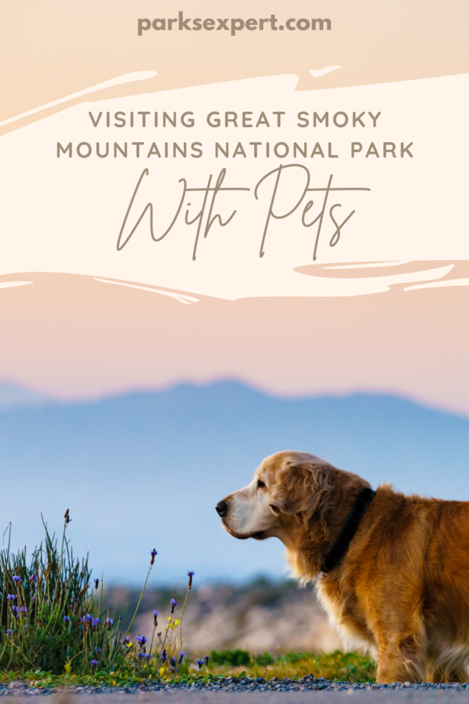 Are Dogs Allowed in Great Smoky Mountains National Park? 11 Text: Visiting Great Smoky Mountains National Park with Dogs
above a photo of a golden retriever