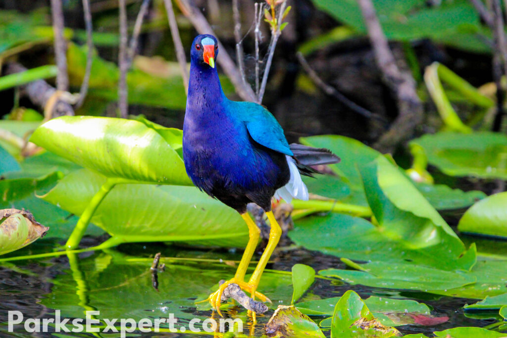 Hiking Anhinga Trail in Everglades National Park 13 A purple gallinule balances on lilypads